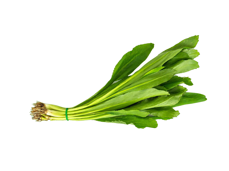 Culantro